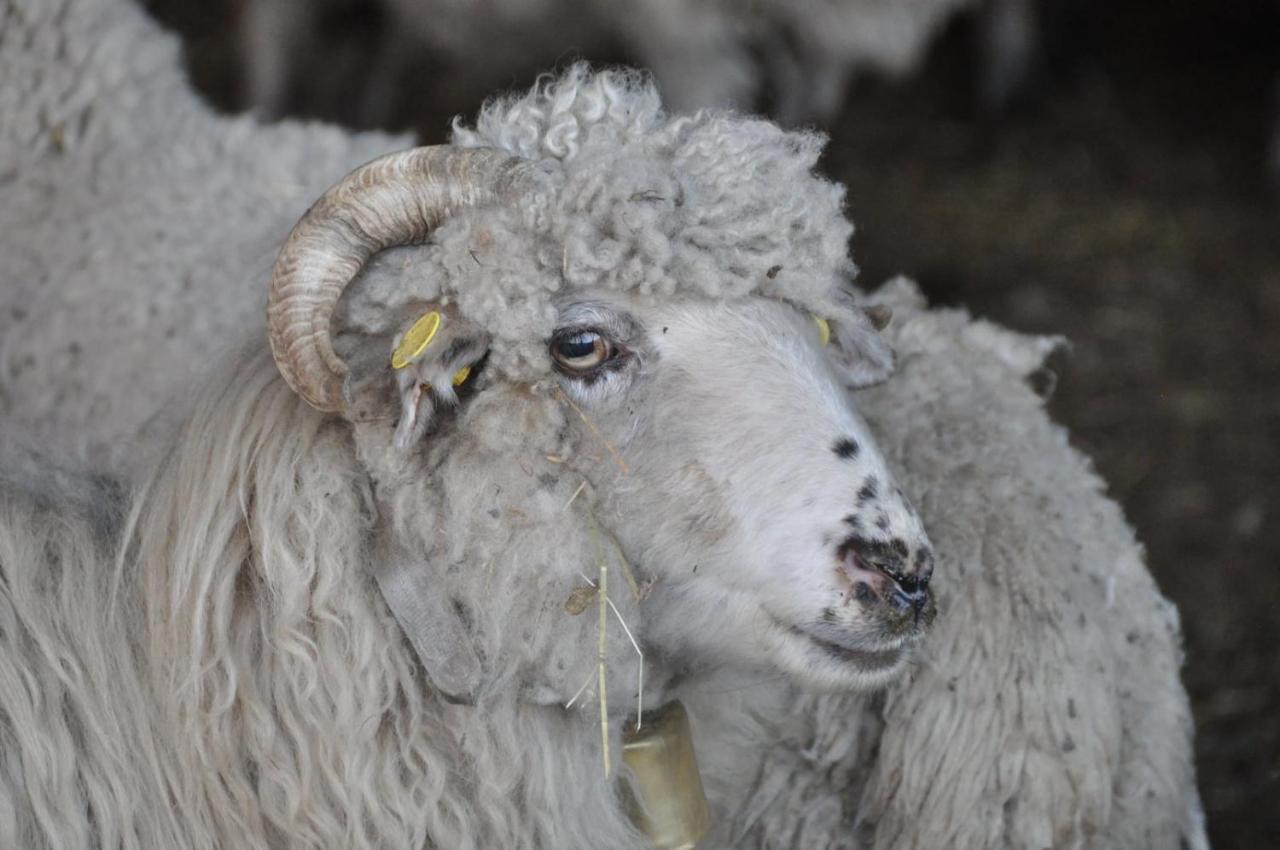 Vakantiehuis 'T Verloren Schaap Damme Exteriér fotografie